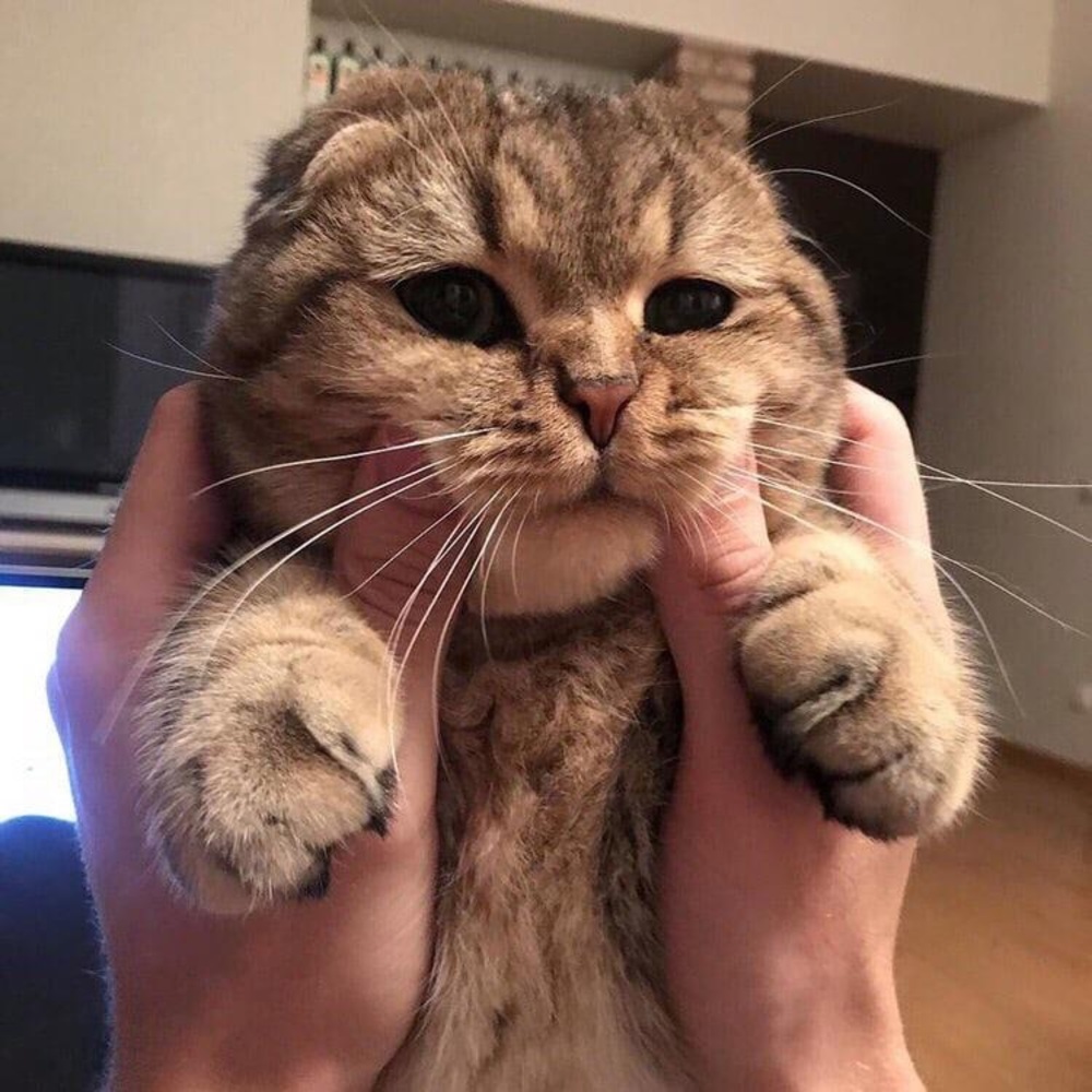 Meet your Posher, Eldar